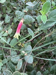 Correa reflexa speciosa