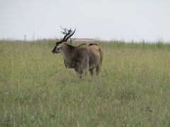 Tragelaphus oryx pattersonianus