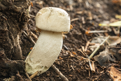 Leccinum duriusculum