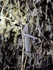 Anacridium flavescens