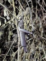 Anacridium flavescens