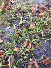 Ranunculus hydrophilus