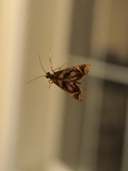 Chrysendeton