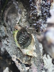 Sypharochiton pelliserpentis