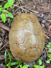 Terrapene carolina triunguis