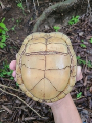 Terrapene carolina triunguis