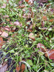 Ranunculus hydrophilus