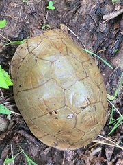Terrapene carolina triunguis