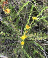 Aspalathus opaca rostriloba