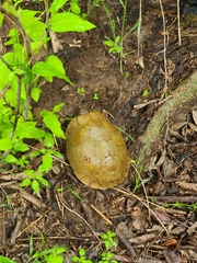 Terrapene carolina triunguis