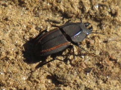 Erichius vittatus