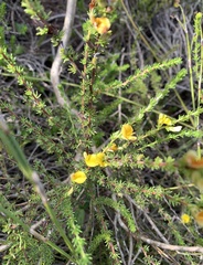 Aspalathus opaca rostriloba