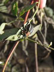 Neodiplogrammus quadrivittatus