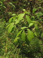Beilschmiedia pendula