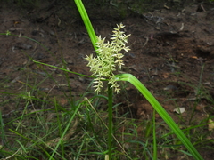 Cyperus pilosus