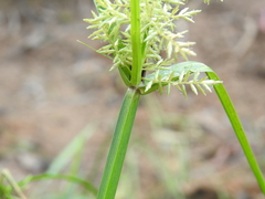 Cyperus pilosus