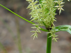 Cyperus pilosus
