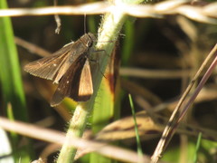 Lerodea eufala concepcionis