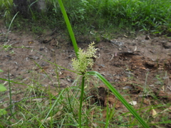 Cyperus pilosus