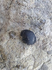 Nerita melanotragus