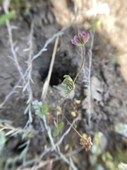 Trifolium bifidum decipiens