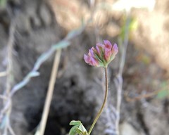 Trifolium bifidum decipiens