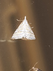 Leptosteges parthenialis