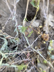 Trifolium bifidum decipiens