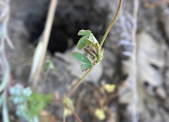 Trifolium bifidum decipiens
