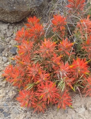 Castilleja scabrida scabrida