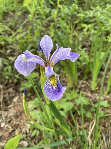 Iris virginica