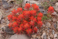 Castilleja scabrida scabrida