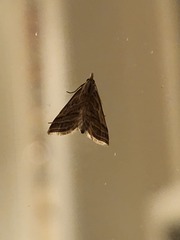 Leptosteges parthenialis
