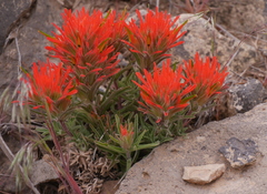Castilleja scabrida scabrida