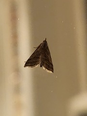 Leptosteges parthenialis