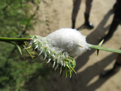 Psilopygida crispula