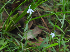 Lobelia stenophylla