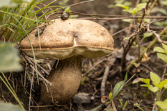 Leccinum duriusculum