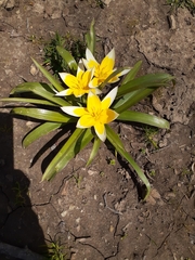 Tulipa urumiensis