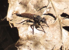 Pritchardia hirtipes