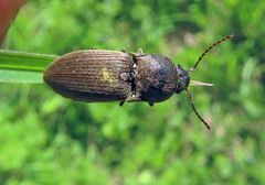 Agriotes obscurus