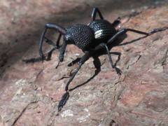 Rhyephenes humeralis
