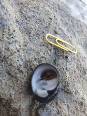 Nerita melanotragus