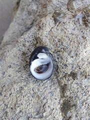 Nerita melanotragus