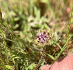 Trifolium barbigerum