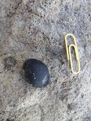 Nerita melanotragus