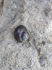 Lunella smaragda