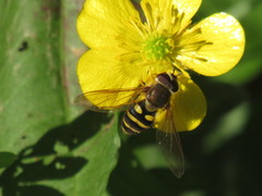 Syrphus reedi