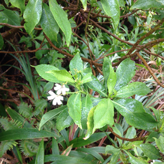 Scaevola gaudichaudiana