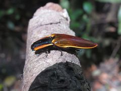 Semiotus luteipennis